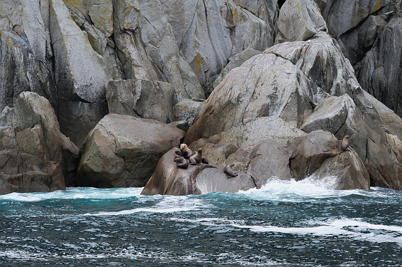 Alaska Wildlife-73.JPG